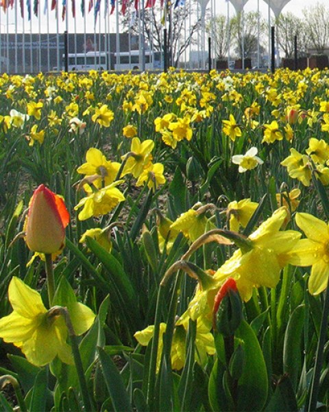 Floriade mengsel 1.jpg